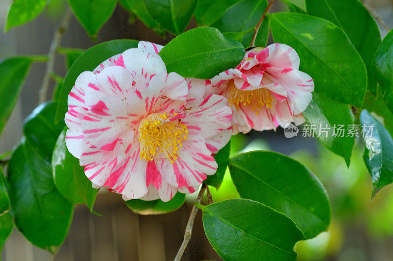 山茶花/日本山茶花花:红色，粉红色和白色